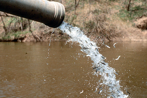 Young fish being discharged from pipe